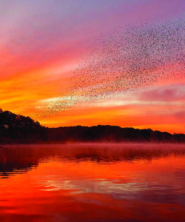 Birds fly at sunset on the Connecticut River