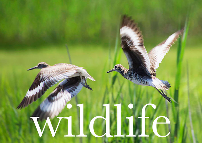 Wildlife of the Connecticut River