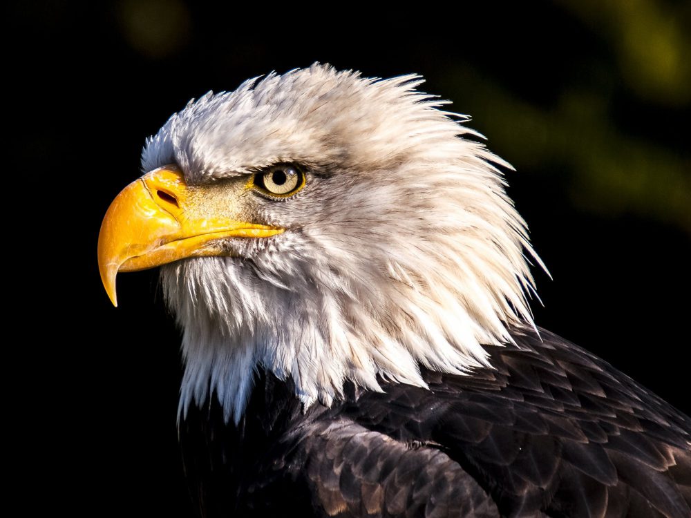 Bald Eagles of the Connecticut River | Estuary Magazine: For people who ...