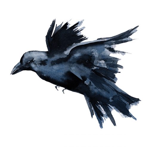 The Many Gifts of a Crow | Estuary Magazine: For people who care about ...