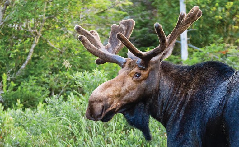 Moose - Estuary Magazine: For people who care about the Connecticut River