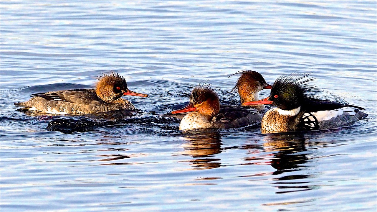 Wonders: Merganser - Estuary Magazine: For people who about Connecticut River