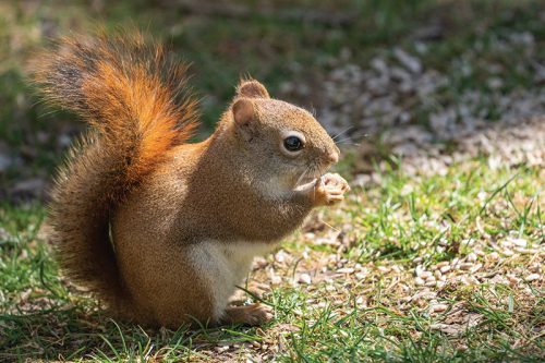 Wildlife Wonders- Red Squirrels | Estuary Magazine: For people who care ...