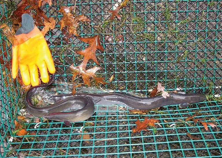 Below the Surface The "Silver" Eel Estuary Magazine For people who