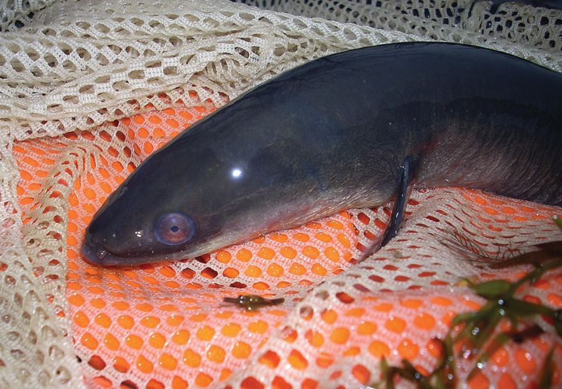 Below the Surface- The “Silver” Eel