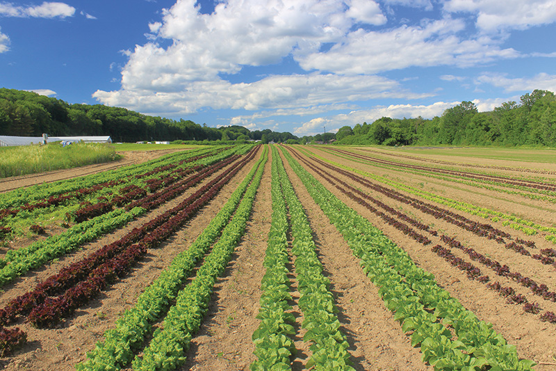 Organic Bounty from Windsor Soils - Estuary Magazine: For people who ...