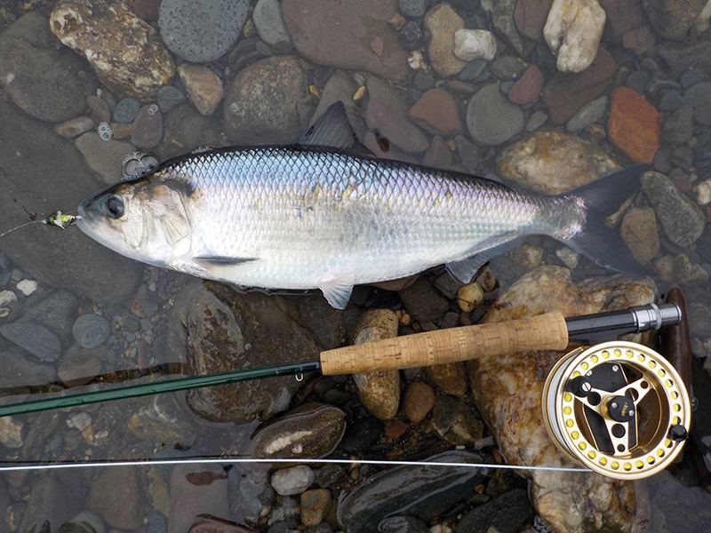 American Shad: The Iconic Fish of the Connecticut River  Estuary Magazine:  For people who care about the Connecticut River